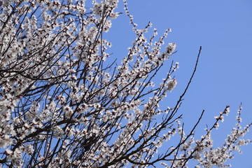 Apricot flowers on tree branches. Spring flowering garden.