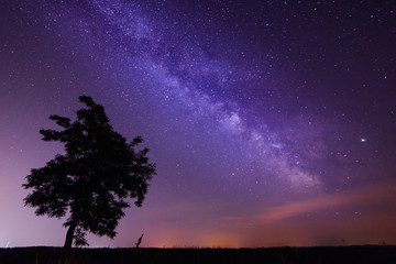 Milky Way galaxy stars colored in purple with a tree silhouette in the foreground