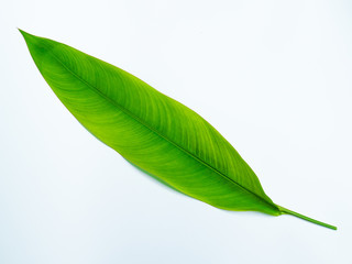 Obraz premium bird of paradise leaf