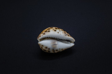 Shell of a sea cowry snail on black background