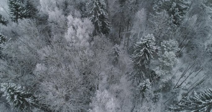 Aerial view: winter forest. Flight over snowy tree branch in view of the winter forest. Winter landscape, forest, trees covered with frost, snow. Aerial footage, 4K video.