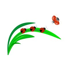 Ladybirds on leaf card. Illustration ladybug. Cute colorful sign red insect symbol spring, summer, garden. Template for t shirt, apparel, card, poster, etc. Design element Vector illustration.