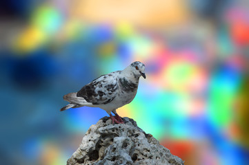 Pigeon sitting on a mountain stone on an abstract background