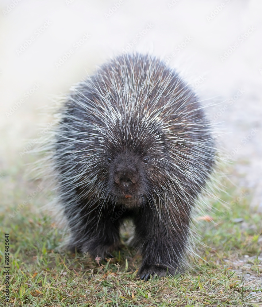 Wall mural Porcupine walking along the trail in summer in Canada - Wall murals
