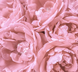 Background of beautiful pink roses. Ideal for greeting cards for wedding, birthday, Valentine's Day, Mother's Day.