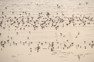 Sea water and birds