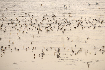 Sea water and birds