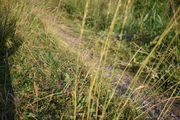 Obraz na płótnie Canvas green grass in the summer Park