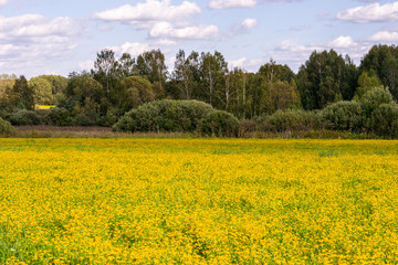 Obraz premium Yellow flowers on a summer meadow with a green tree forest and blue sky and some white clouds background