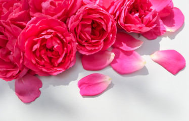 Beautiful pink roses and petals on white background. Ideal for greeting cards for wedding, birthday, Valentine's Day, Mother's Day