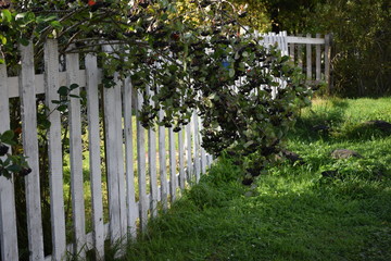 wooden fence in garden