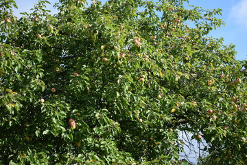 Fototapeta premium apples on tree