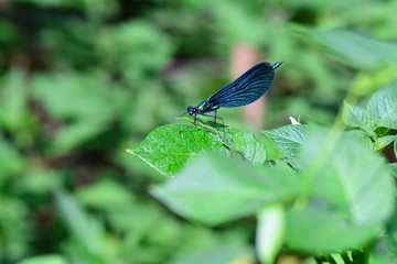Beauty blue  dragonfly   -   Calopteryx virgin   in green nature