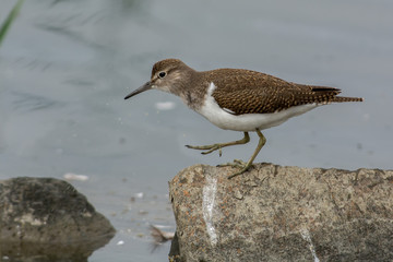Common sandpiper on a rock in Sweden