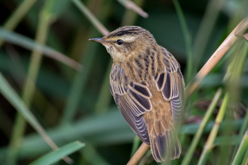 Sedge warbler in the reed,Sweden