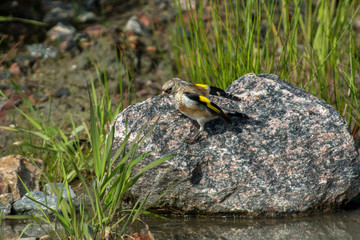European goldfinch on a rock in Sweden