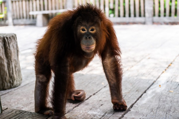 Naklejka premium Sumatran orangutan. Pensive Orangutan. Zoo animals concept