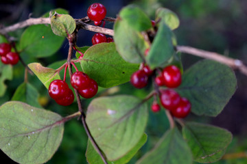 bright red berries on bushes
