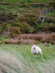 Sheep in a meadow looking at the viewer. Bushes in the background.