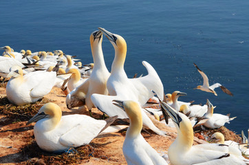 Zwei Basstölpel beim Nestbau