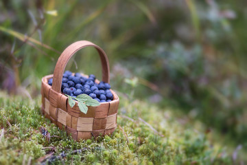 Fototapeta na wymiar A small beautiful basket with blueberries, standing on a moss and surrounded by grass and flowers. Blurred background and foreground.