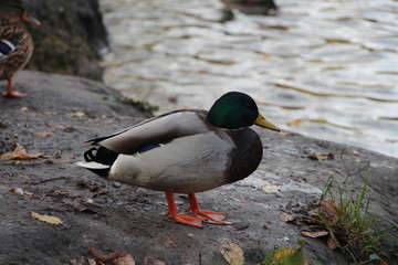duck on the water