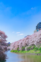 さくら咲く千鳥ヶ淵　東京