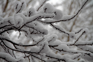 Tree branches with snow