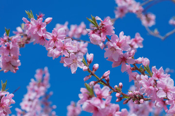 桃の花