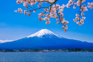 富士山と桜