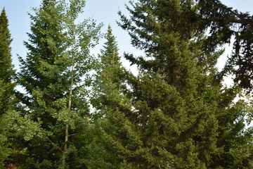 trees in the forest