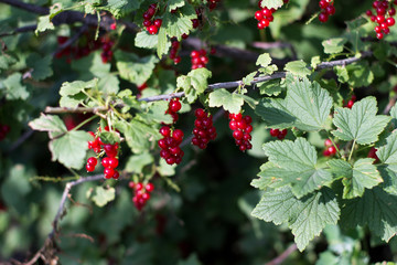 Currant Bush in the garden. Branches of red currant. Bright, ripe, juicy berries glow in the sun.