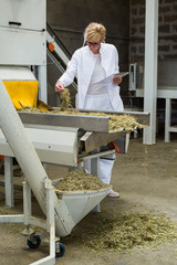 Scientist observing dry CBD hemp plants by the sorting machine in factory and taking notes