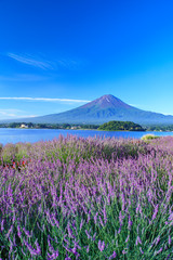 Obraz premium 富士山とラベンダー畑