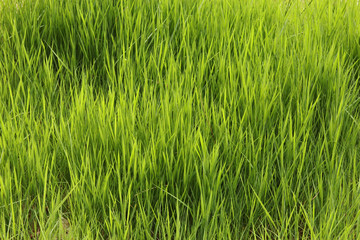 green grass from a low angle