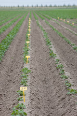 Fototapeta na wymiar Growing potatoes. fields Netherlands polders