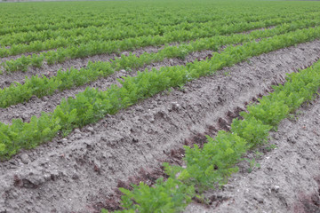Fototapeta na wymiar Growing carrots. fields Netherlands polders