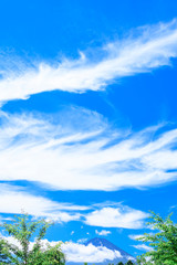 Obraz premium 新緑の木立と雲