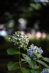 Hydrangea