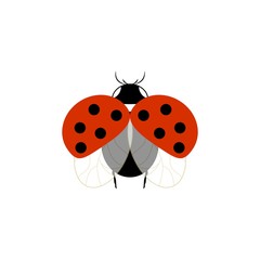 Ladybug isolated. Illustration ladybird fly. Cute colorful sign red insect symbol spring, summer, garden. Template for t shirt, apparel, card, poster, etc. Design element Vector illustration.