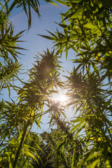 Fototapeta premium Big and healthy fresh CBD hemp bud on marijuana field