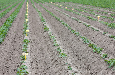 Fototapeta na wymiar Growing potatoes. fields Netherlands polders