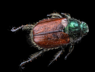 brown and green scarab beetle top view on black