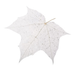 isolated grey maple tree leaf skeleton