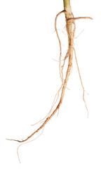 parsley light root isolated on white