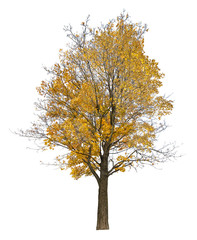 bright gold autumn large maple tree