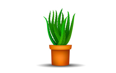 Aloe vera tree in pot on the white background