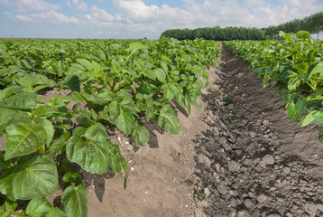 Fototapeta na wymiar Growing potatoes. Fields in polder Netherlands