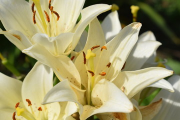 Obraz na płótnie Canvas opened flowers lilies in the garden