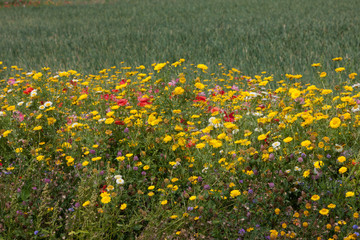 Wild flowers. Borders for agriculture fields Netherlands polders